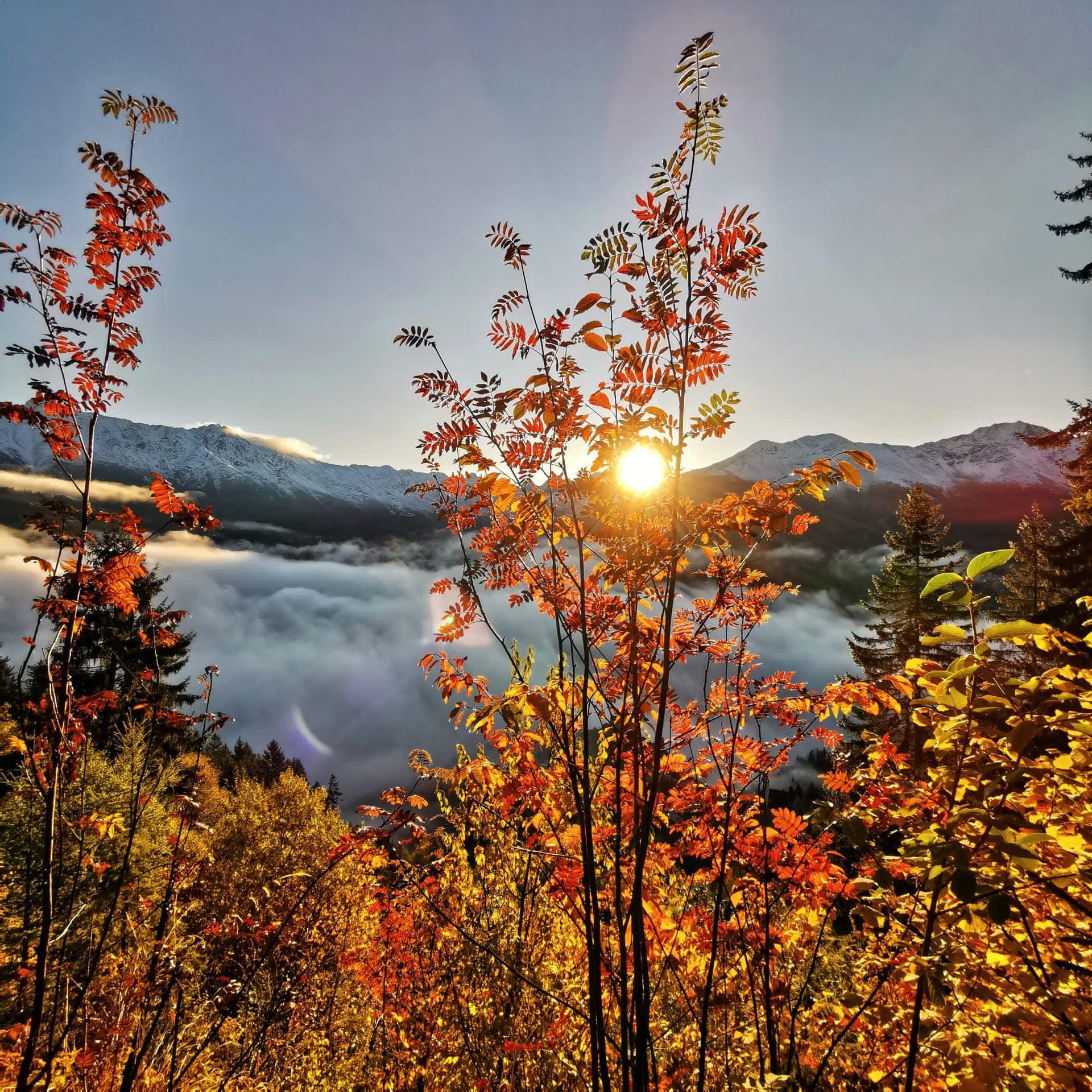 Herbststimmung am Sonnenplateau: leuchtend rote Ebereschen vor schneebedeckten Bergen bei Sonnenaufgang