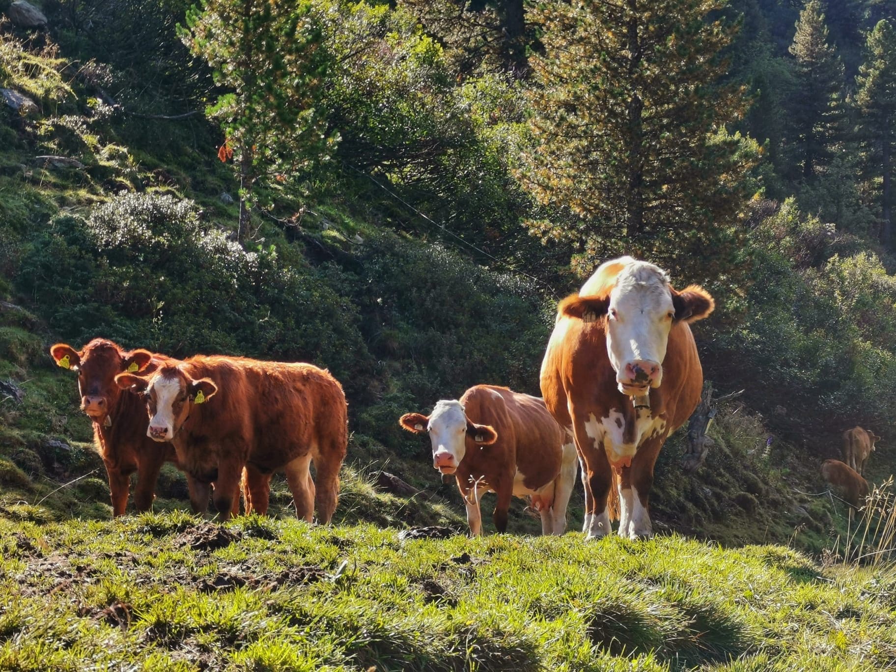 Kühe mit Glocke auf einer steilen Almwiese im warmen Abendlicht am Bio-Bauernhof