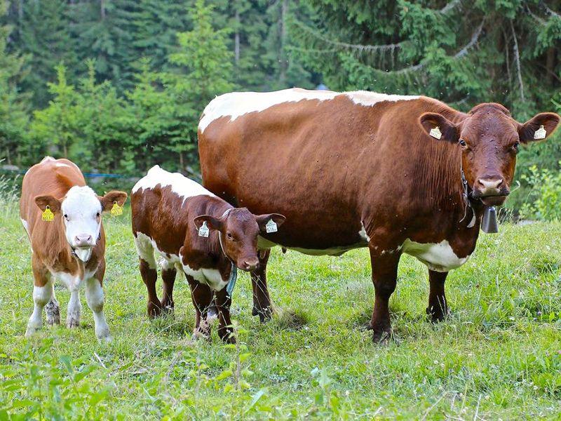 Kuh mit zwei Kälbern auf einer saftigen Weide am Bio-Bauernhof Obladis