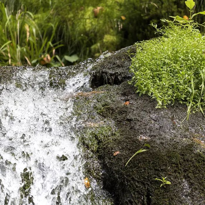 Klares Quellwasser sprudelt über moosbewachsene Steine am Obladiser Sauerbrunn in Tirol