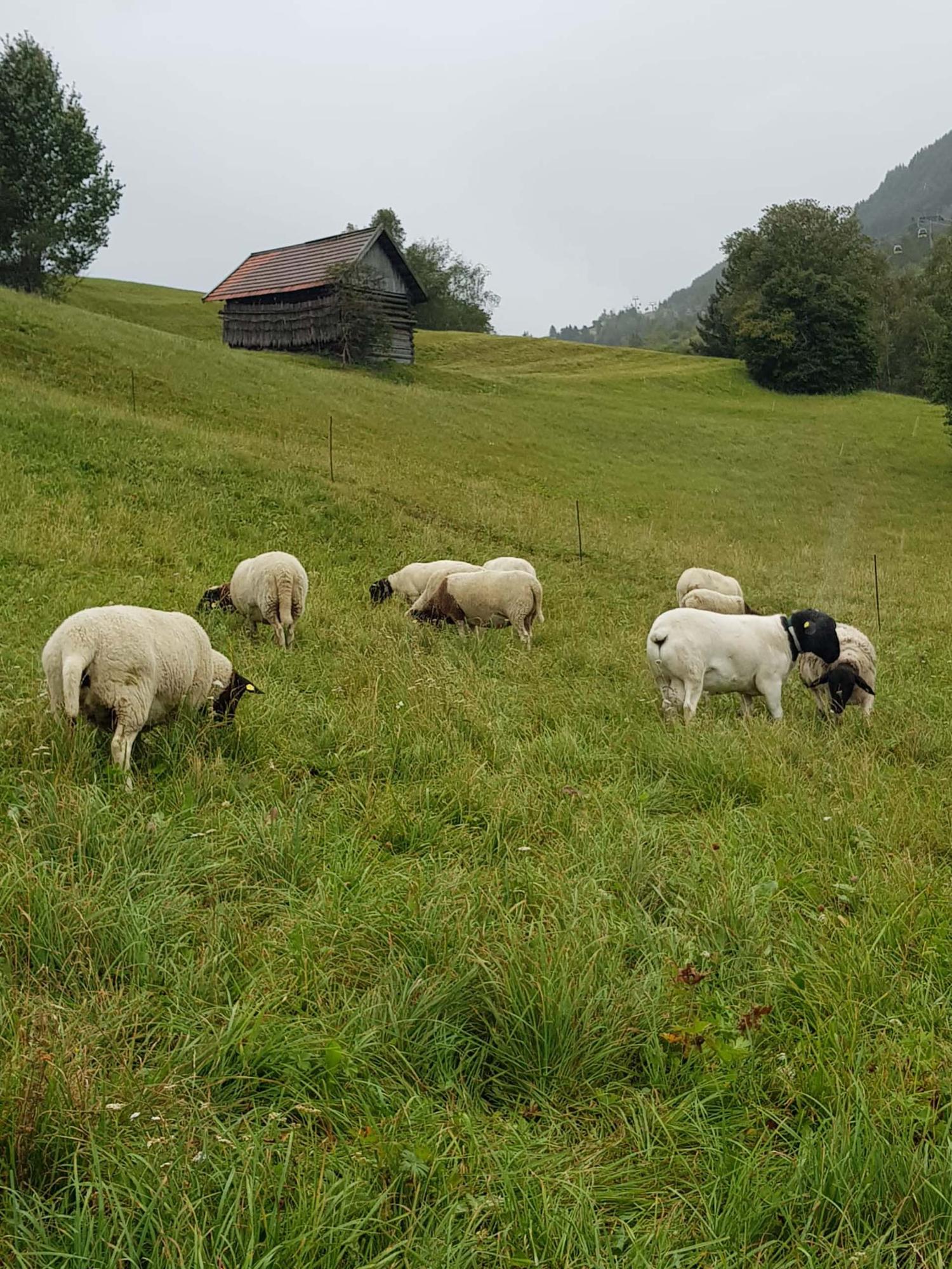 Schafherde grast auf einer grünen Bergwiese mit altem Heustadel am Bio-Bauernhof Obladis