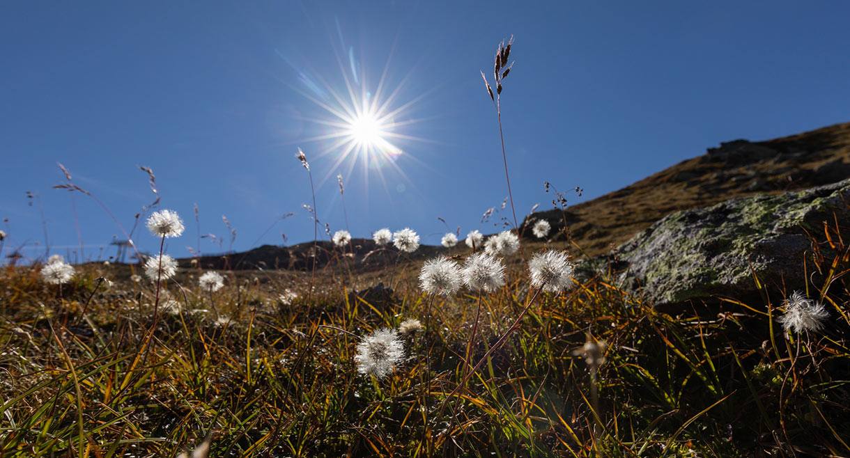 Sonnendurchflutete Almwiese mit Wollgras und strahlender Sonne vor tiefblauem Himmel am Sonnenplateau Serfaus-Fiss-Ladis